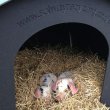 solway recycling pig ark with piglets