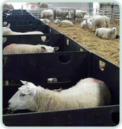 Lambing Pens Competition 2012