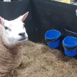 recycled plastic bucket holders sheep calf pens popup