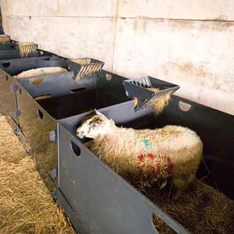 Solway Products Sheep Pens | Deluxe Sheep Pens In A Row