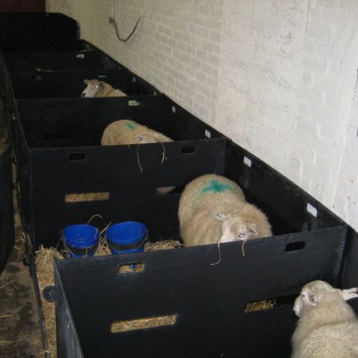 Sheep Pens