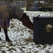 Covered Horse Feeder Hay Saver Midi - Horse