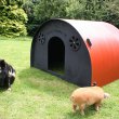 Solway Recycling's Kune Kune Pig Ark