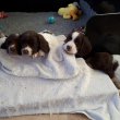 Pups Loving Life In Solway Recycling Whelping Box