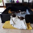 pups relaxing in plastic whelping box